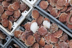 Shetland king scallops have regained their MSC accreditation - @ Fiskerforum