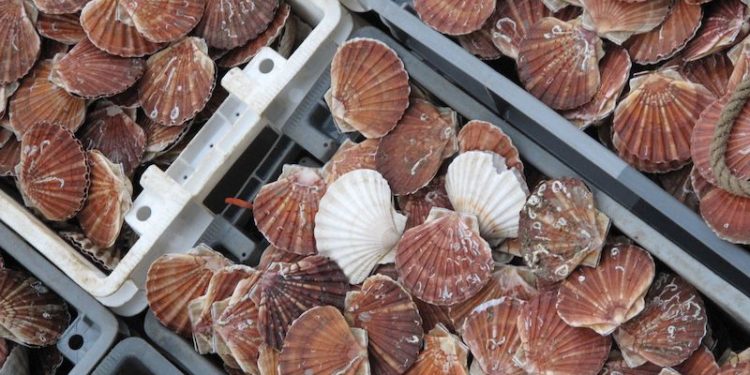 Shetland king scallops have regained their MSC accreditation - @ Fiskerforum