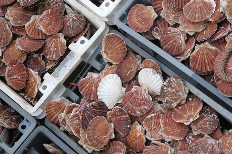 Read more about the article Scallop settlement