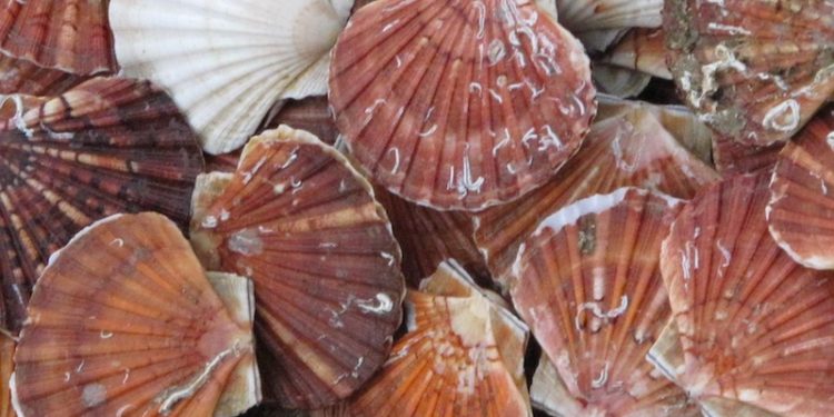 Cornwall IFCA has successfully prosecuted the skipper and owners of a scalloper for operating illegally within the IFCA’s district - @ Fiskerforum