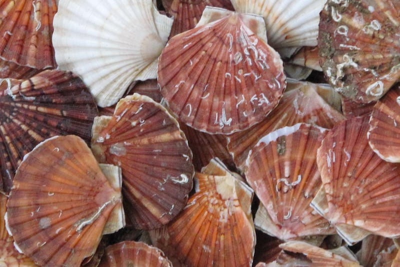 Read more about the article Cornish court hands down fines for scalloping offences