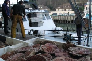 Agreement has been reached between UK and France on the Channel scallop fishery - @ Fiskerforum