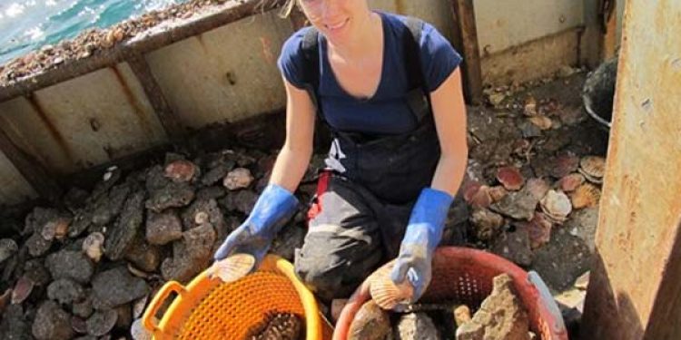 Channel scallop fishery taking steps toward sustainable accreditation.  Photo: - @ Fiskerforum