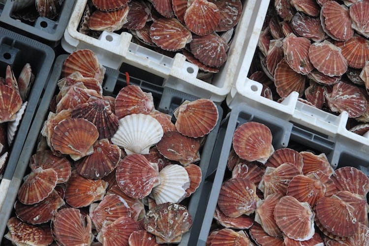 Read more about the article French fishermen condemn British scallop raiders