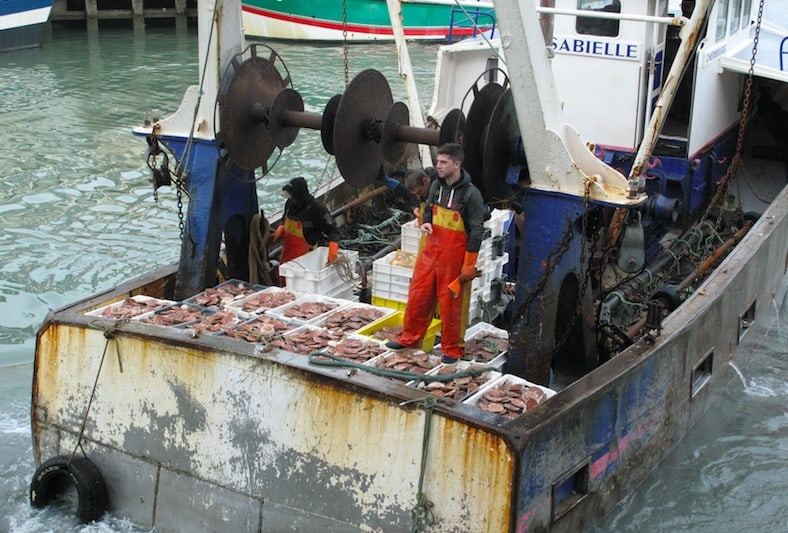 Read more about the article French fishermen’s organisation regrets lack of agreement on scallops