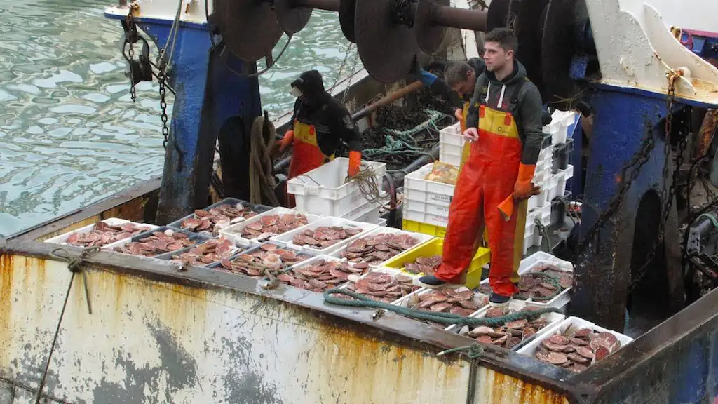 Read more about the article French concerns over Baie de Seine scallops