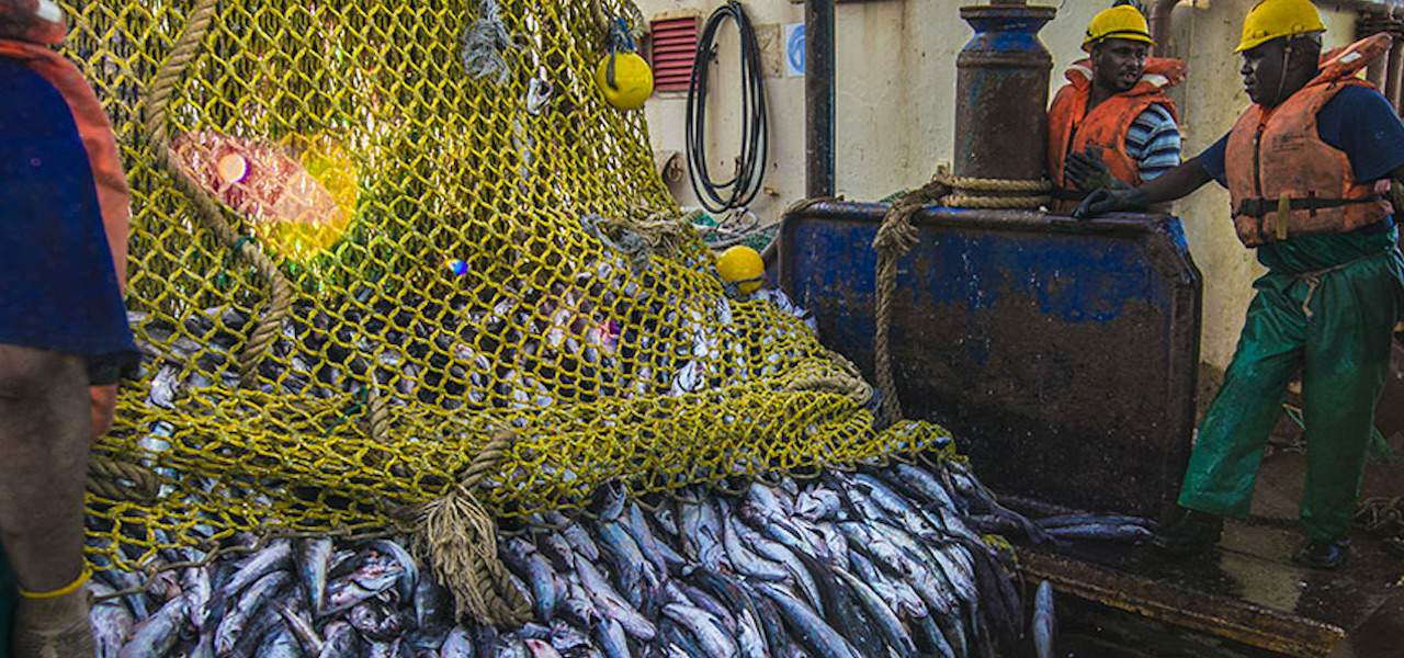 Read more about the article Collaboration is the key to managing hake stocks