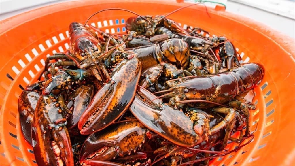 Read more about the article Sea Grant support s American Lobster Research Program