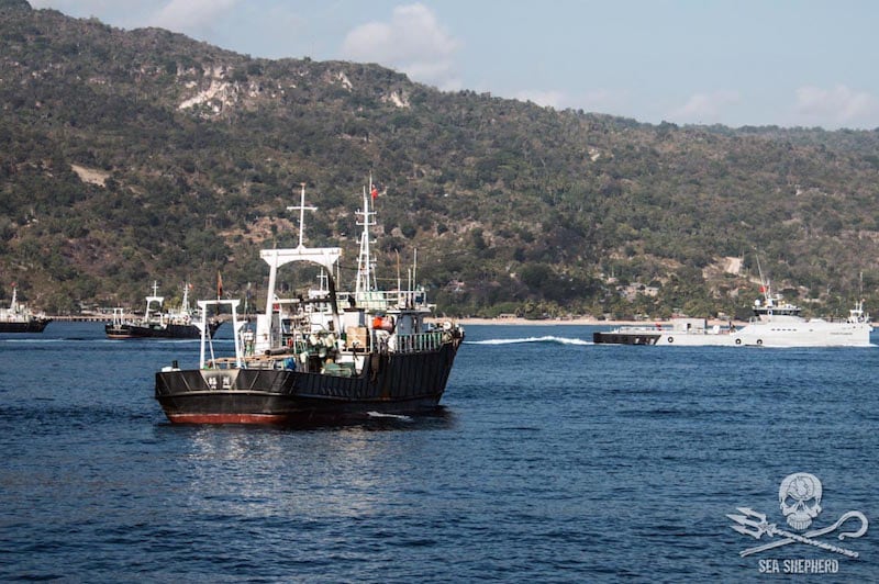 Read more about the article Illegal fleet caught in a dawn raid