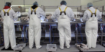 Iceland’s seafood exports up