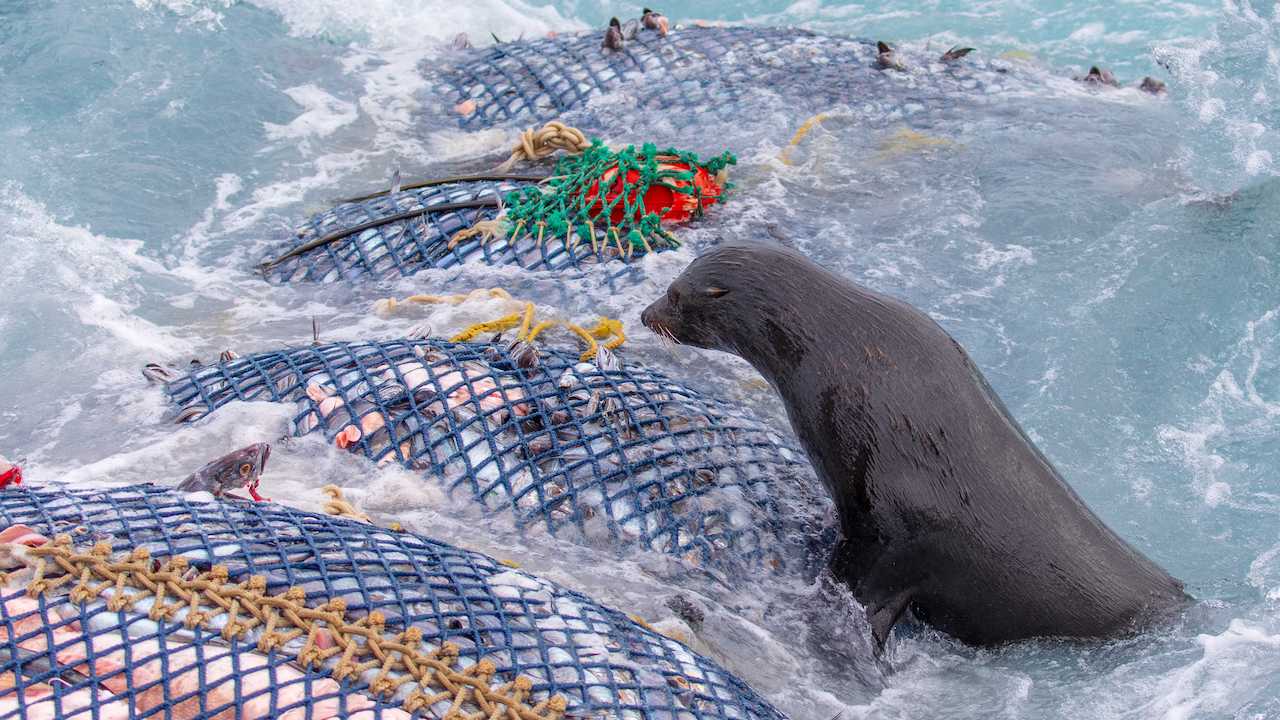 Read more about the article Sealord slashes fur seal captures