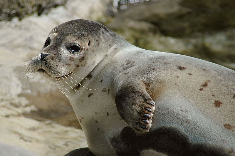 Read more about the article Seeking options for non-lethal seal deterrents