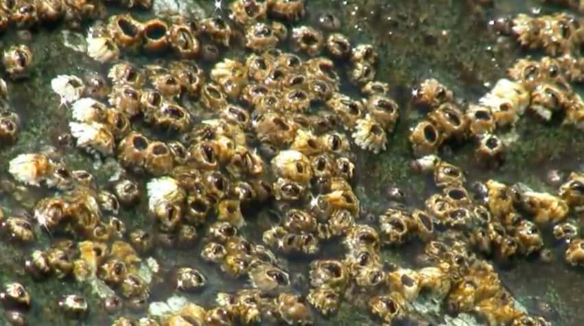 Read more about the article Persuading barnacles to stay away