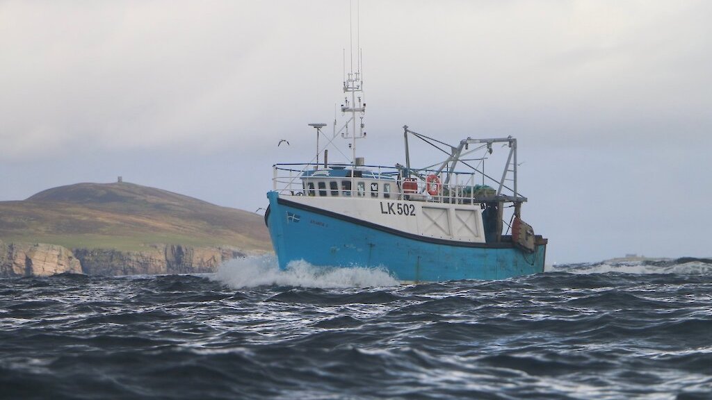 Read more about the article Shetland’s inshore cod stocks looking strong