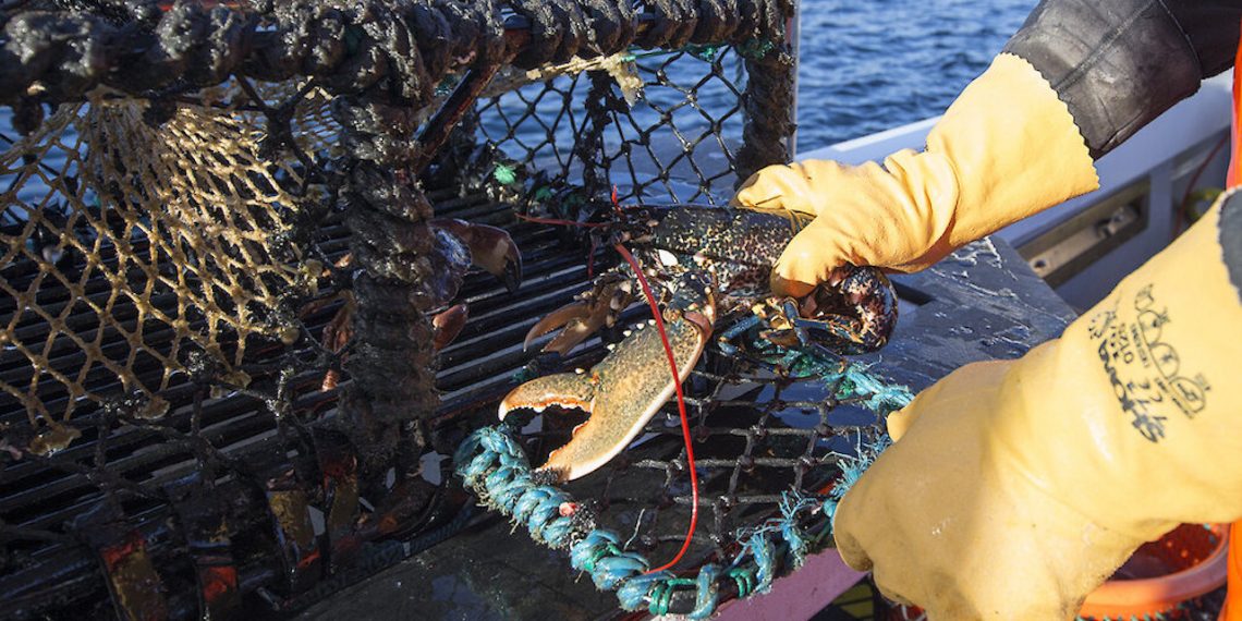 Shetland shellfish body hits out at minority risking sustainability ...