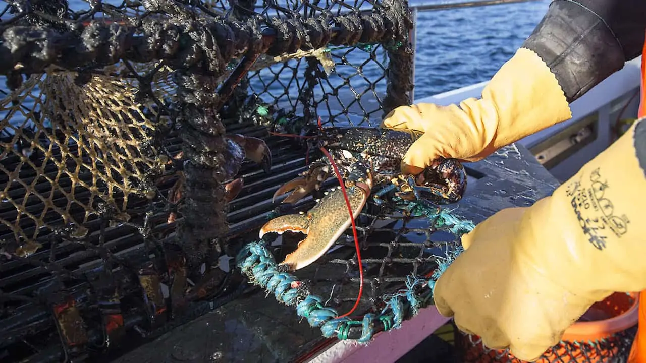 Read more about the article Shetland shellfish body hits out at minority risking sustainability gains