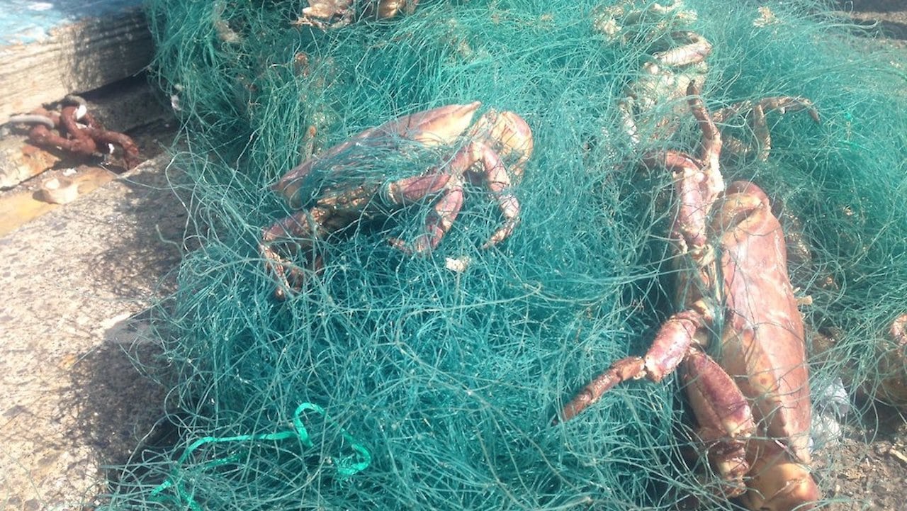 Read more about the article Shetland skippers demand tougher controls on gillnet and longline fishing