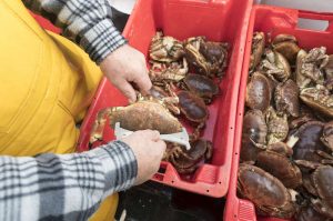 Shetland’s sustainable shellfish fisheries’ MSC accreditation has been renewed. Image: Shetland Fishermen - @ Fiskerforum