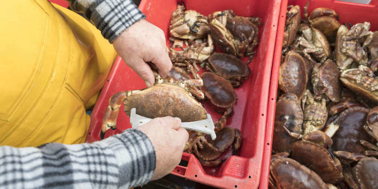 Shetland’s sustainable shellfish fisheries’ MSC accreditation has been renewed. Image: Shetland Fishermen - @ Fiskerforum
