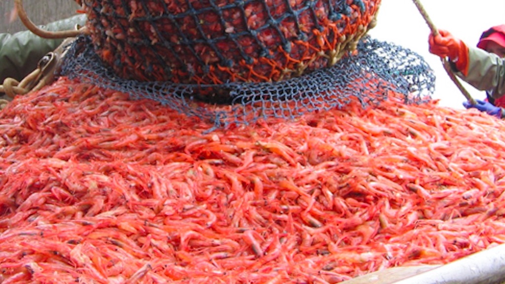 Read more about the article Shared shrimp fishery faces challenges