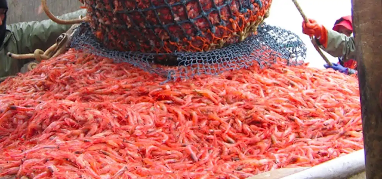 Read more about the article Conflicted Norwegian proposals for NEAFC ban on combination shrimp gear