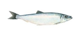Fishing starts on summer spawning herring - FiskerForum