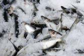 Read more about the article Fish Suffocate in Icelandic Fjord