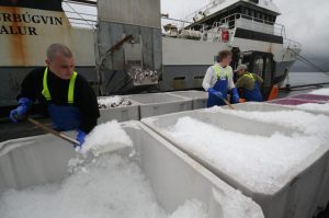 Faroese fisheries management is set for reform - @ Fiskerforum