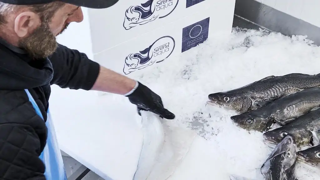Read more about the article Sirena Group champions farmed cod available year-round