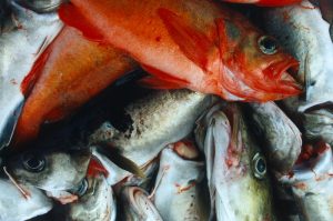 Quotas are up for key demersal species