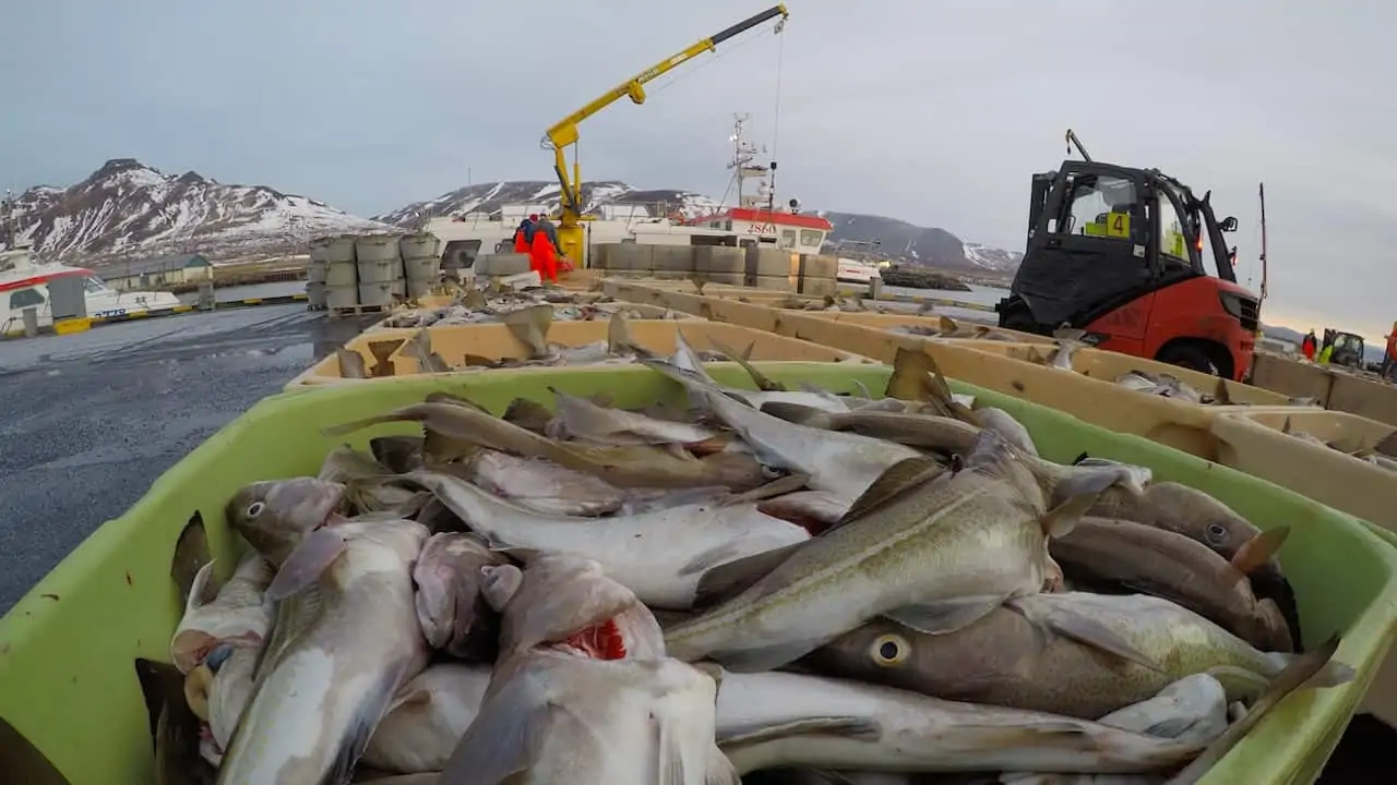 Read more about the article Icelandic operators federation backs cod cut advice