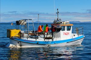 Only 32 days have been allocated for this year’s lumpfish fishery - @ Fiskerforum