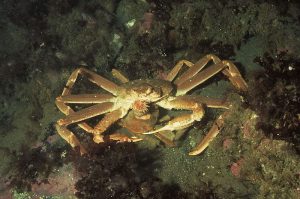 Norway’s supreme court has ruled on the long-running Senator snow crab case. Image: Derek Keats - @ Fiskerforum