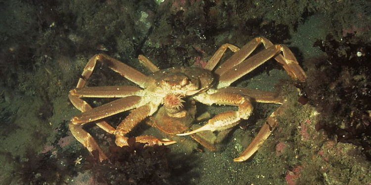 The MSC suspension of certification for the Gulf of St Lawrence snow crab fishery remains in place. Image: Wikipedia/Derek Keats - @ Fiskerforum