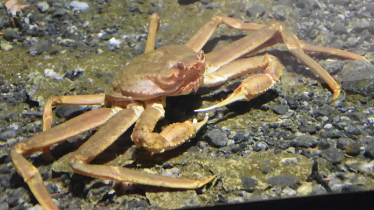 Read more about the article Norway increases 2021 snow crab quota
