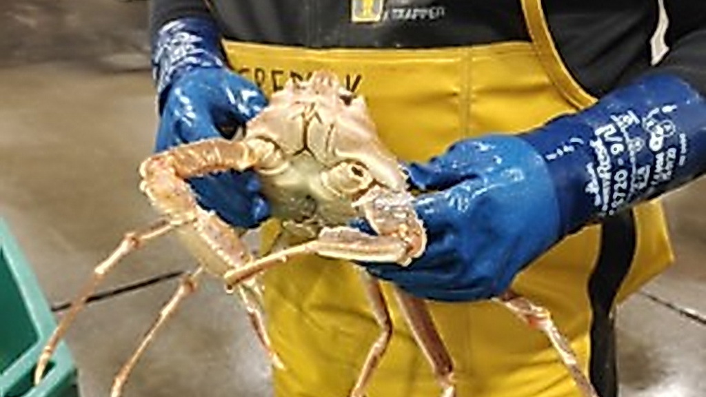Read more about the article Live snow crab fetches promising prices at Danish auction