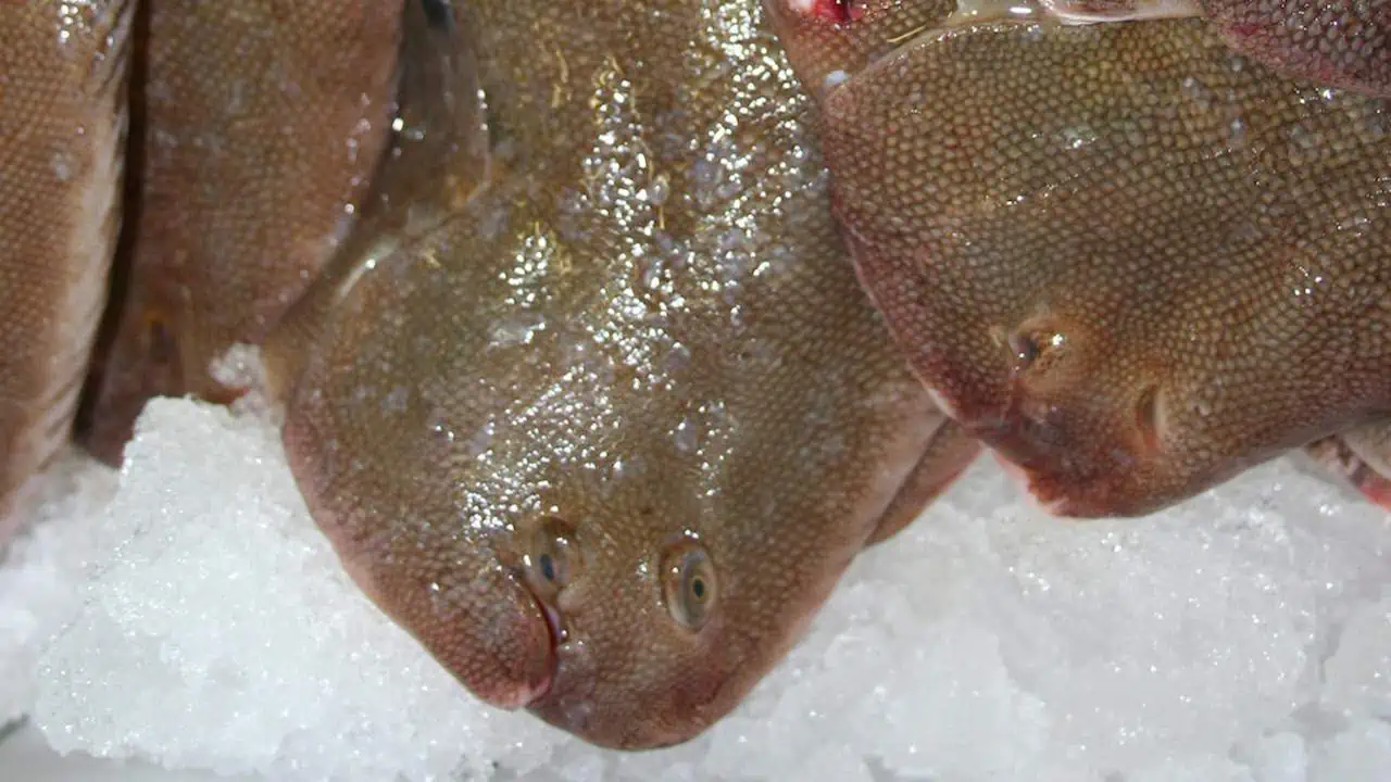 Read more about the article New rules for Lyme Bay sole fishery
