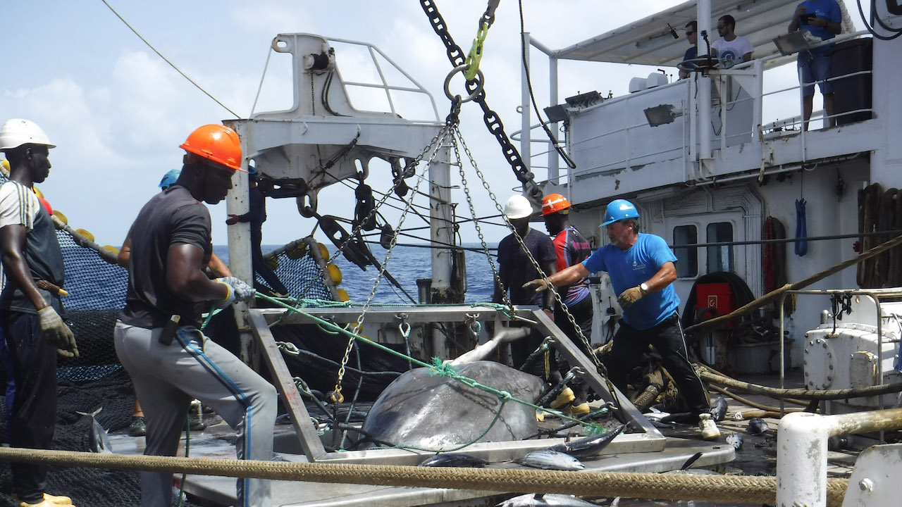 Read more about the article Tuna fleet safe release technology rolled out