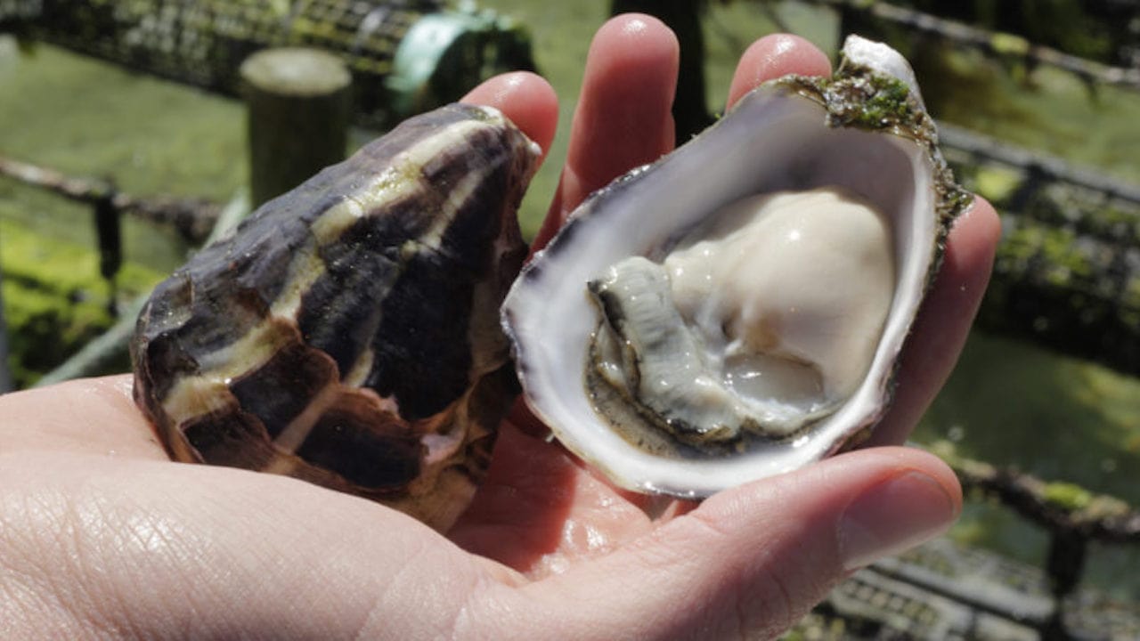 Read more about the article Premium Australian oyster fishery returns to growth