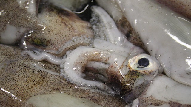 Read more about the article Taking on IUU squid