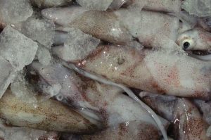 The US Northeastern longfin inshore squid fishery is the first squid fishery to achieve MSC certification - @ Fiskerforum