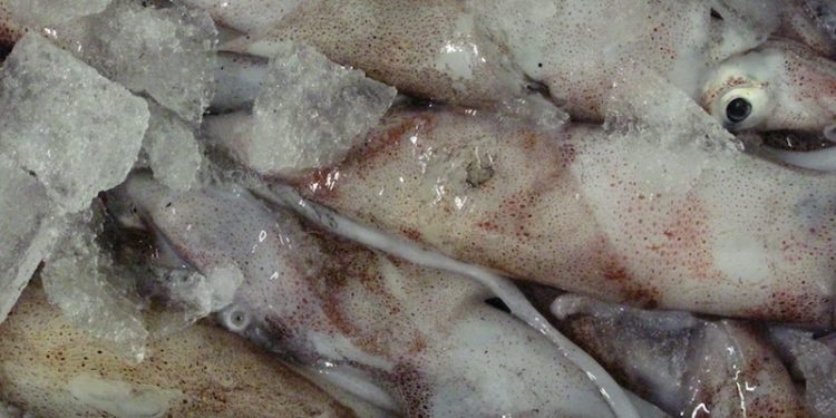 The US Northeastern longfin inshore squid fishery is the first squid fishery to achieve MSC certification - @ Fiskerforum