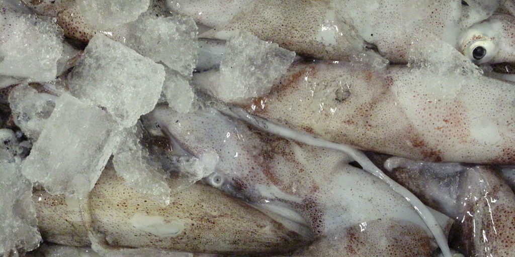 Read more about the article Strong case for Shetland squid fishery