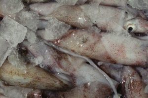 Squid are a key target species for the Pingtan Marine fleet - @ Fiskerforum