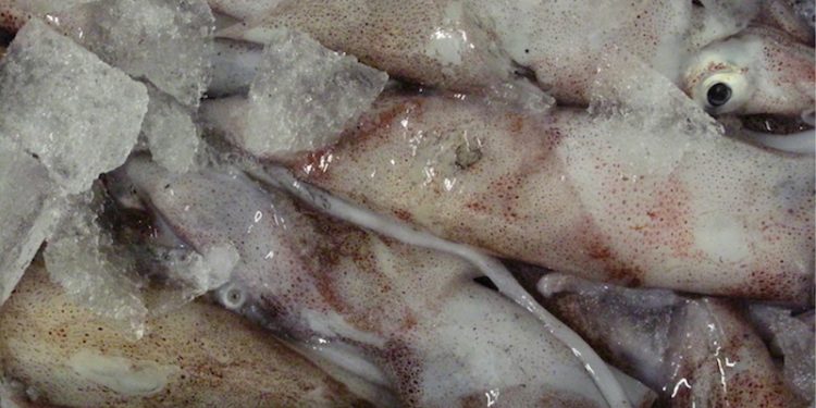 Squid are a key target species for the Pingtan Marine fleet - @ Fiskerforum
