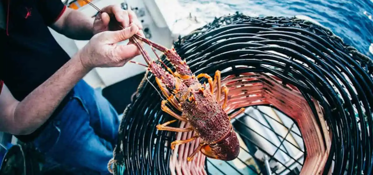 Read more about the article Strong year for South Australia’s seafood