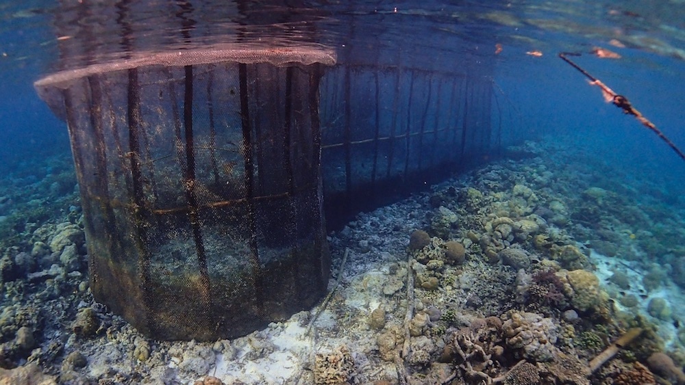 Read more about the article Devastating effects of fish fences in tropical waters
