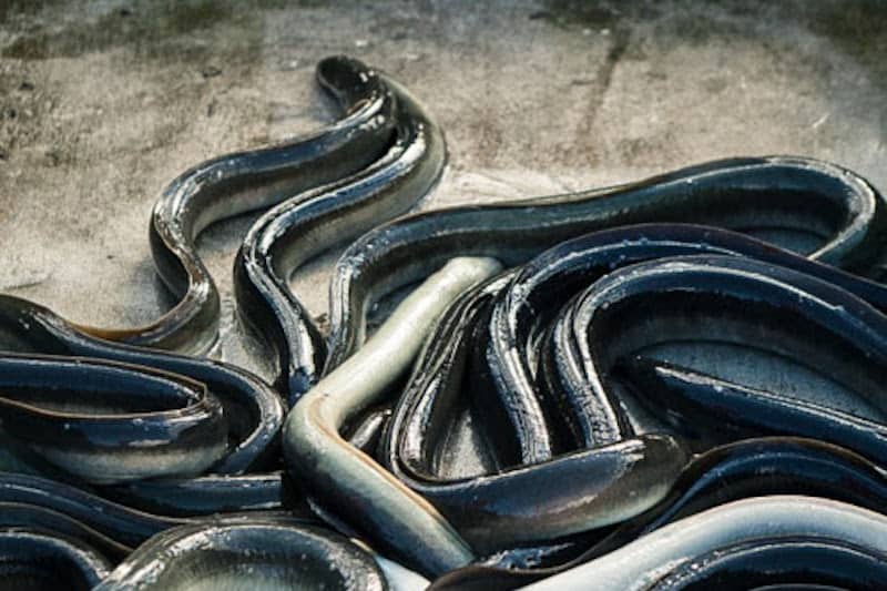 Read more about the article Sweden proposes three-month eel ban