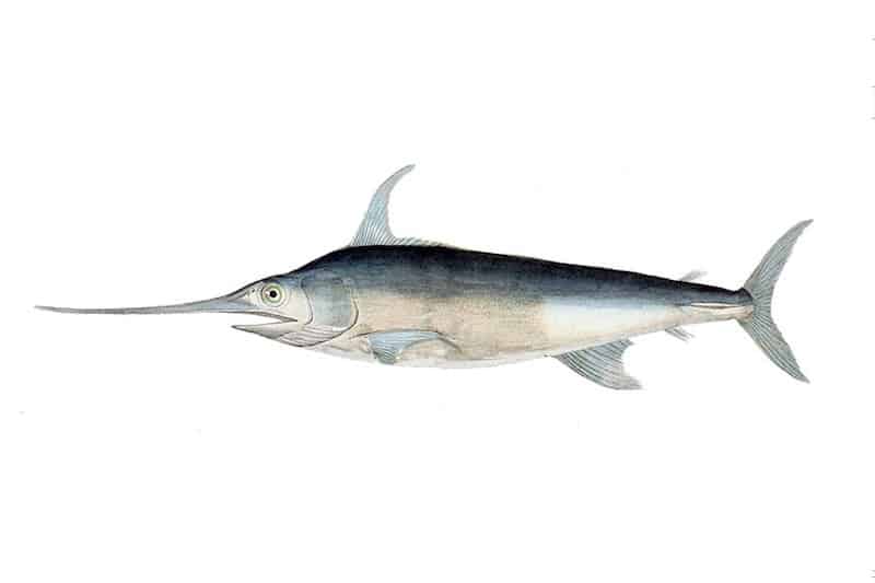 Read more about the article EU secures Med swordfish quotas