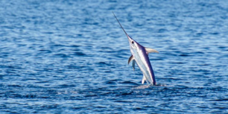 Towards swordfish stock recovery in the Mediterranean - @ Fiskerforum